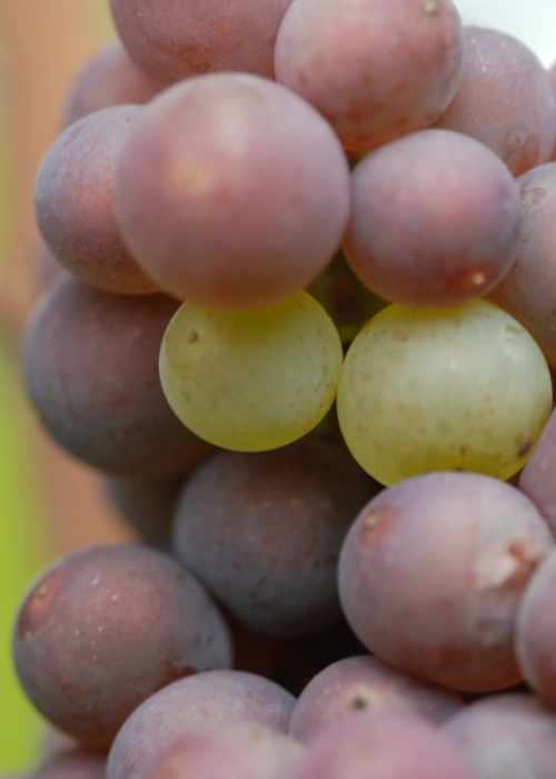 Mutation von Grauburgunder zu Weisburgunder ANT 0935